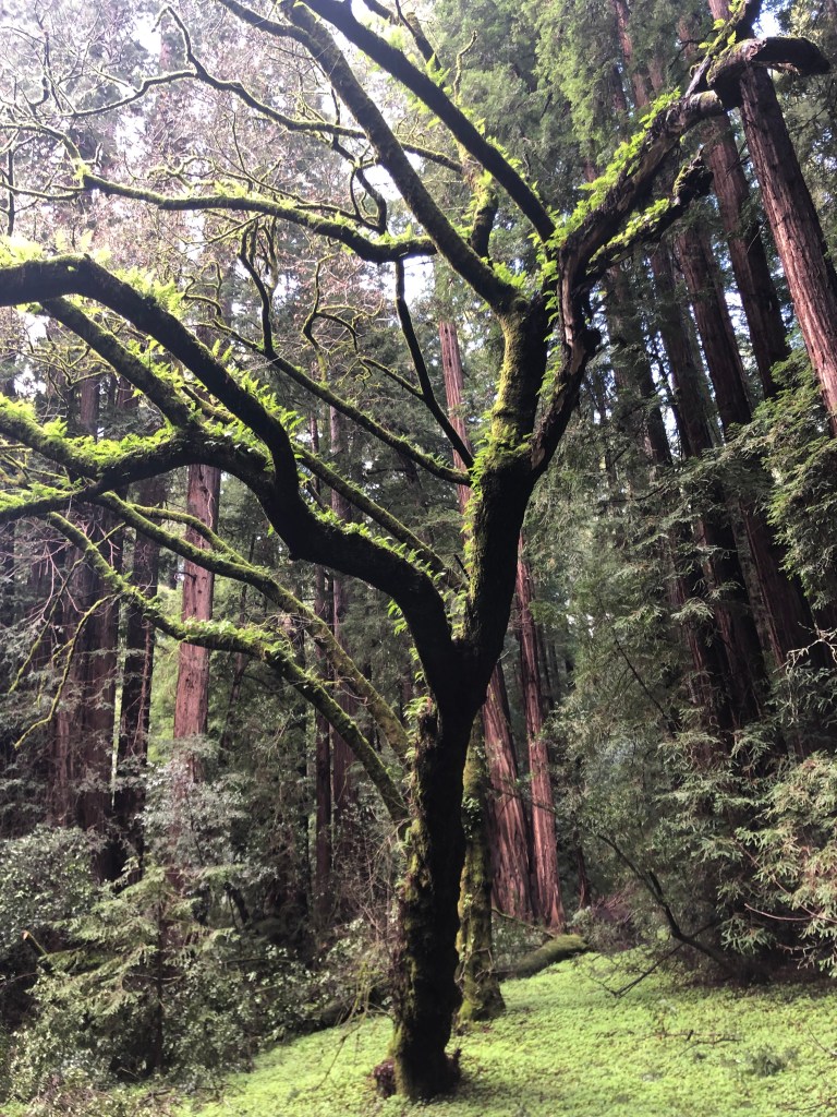 funky tree muir woods