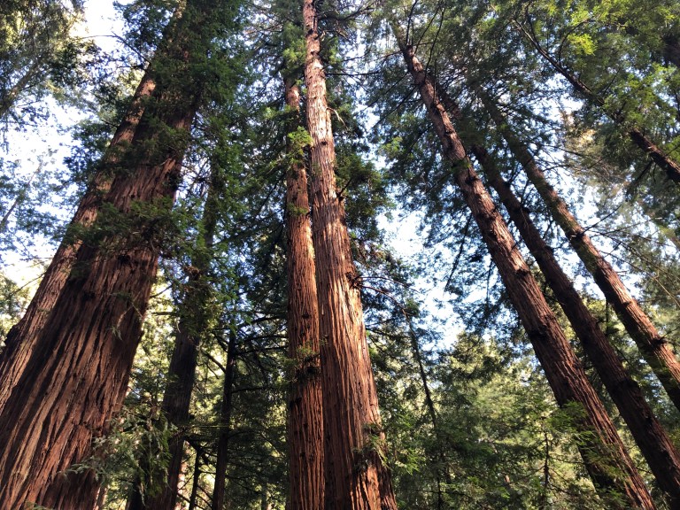 tall redwoods